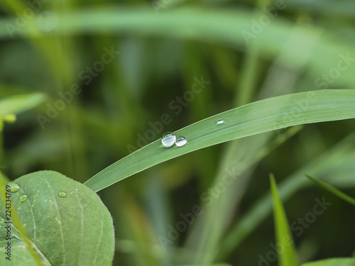 close up dew on grass and greenbackground.