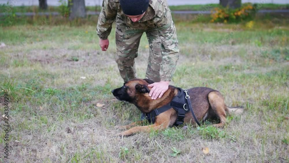 The man trains his dog to perform a trick with walking between his legs. No face shown The man trains his dog to perform a trick with walking between his legs. No face shown