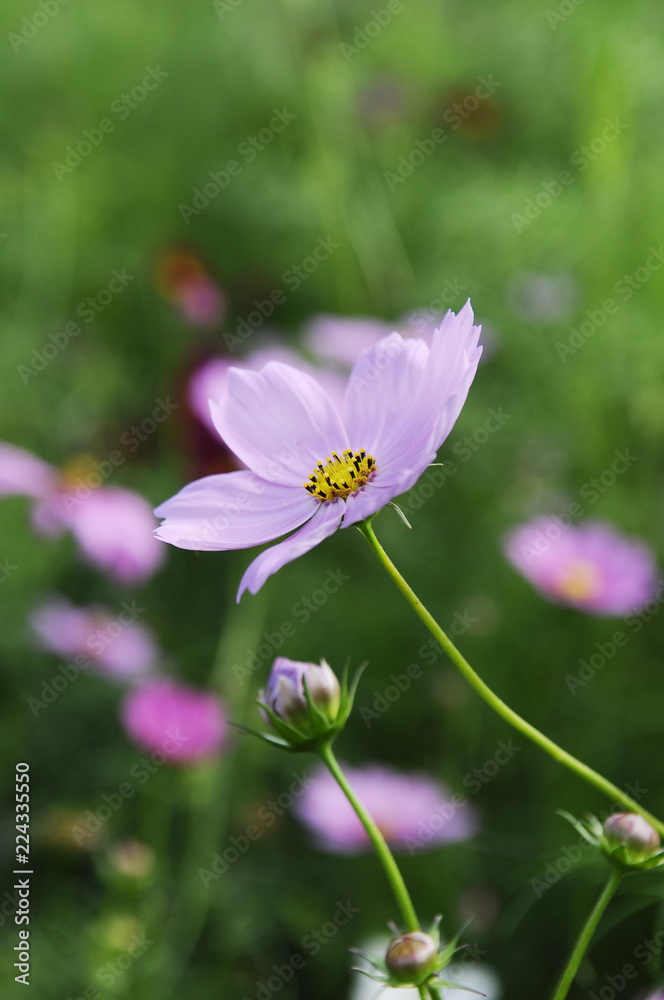 ピンクのコスモスの花 ピンクのコスモスの花