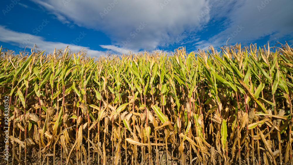 Maisfeld vor der Ernte
