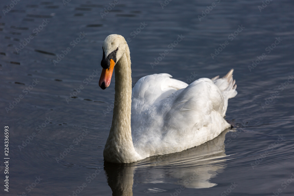 Fototapeta premium Swan in water