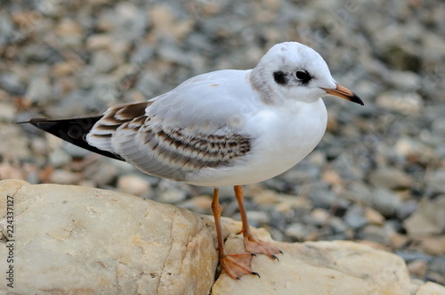 Wallpaper Mural Small gull on the beach in September Torontodigital.ca