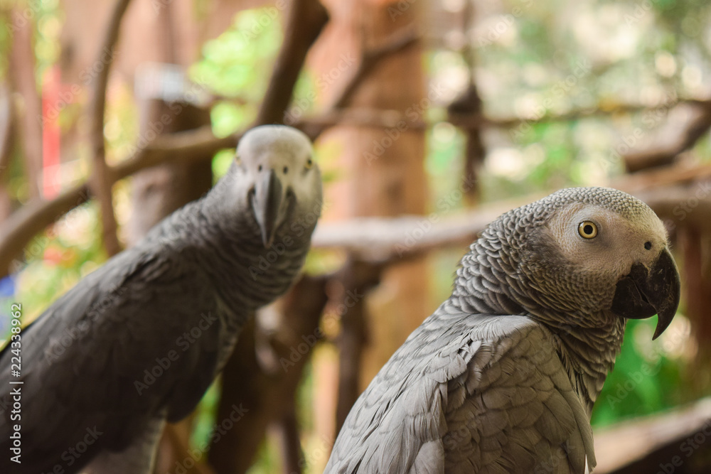 Obraz premium Birds in the zoo at Samutprakarn in Thailand.