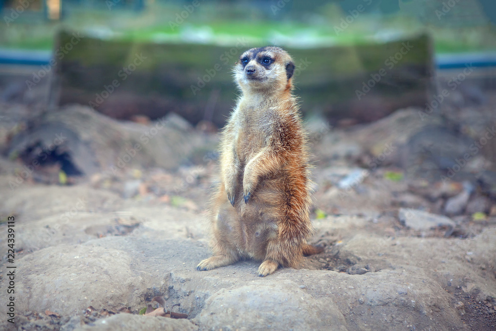 Fototapeta premium cute meerkat standing and looking away 
