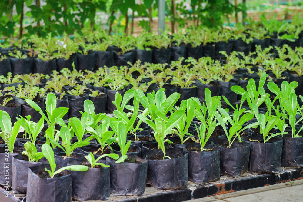 planting vegetable in garden planting vegetable in garden