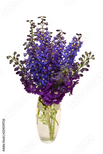 Bouquet beautiful blue and dark purple delphinium flower in a vase isolated on white background. Flat lay  top view. Floral pattern  object. Nature concept