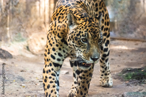 jaguar looking for something, bangkok, thailand © jaturon