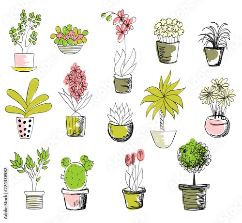 vector set of house flowers in a pot.