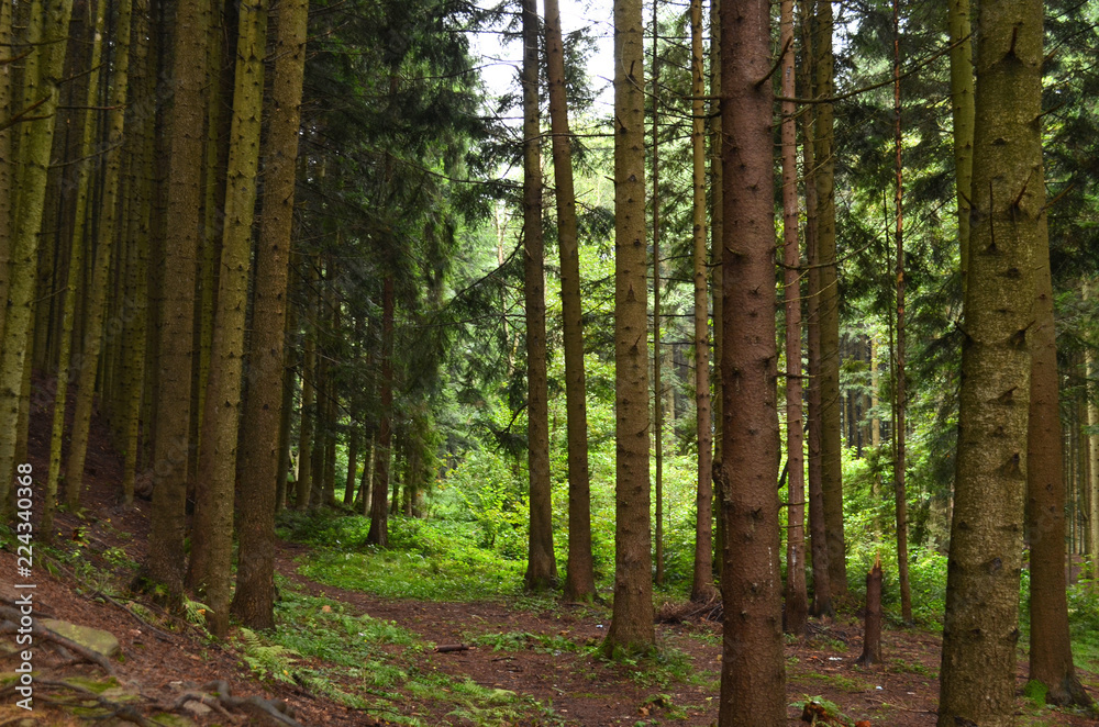 Obraz premium Thick spruce forest on the hillside overlooking the sky