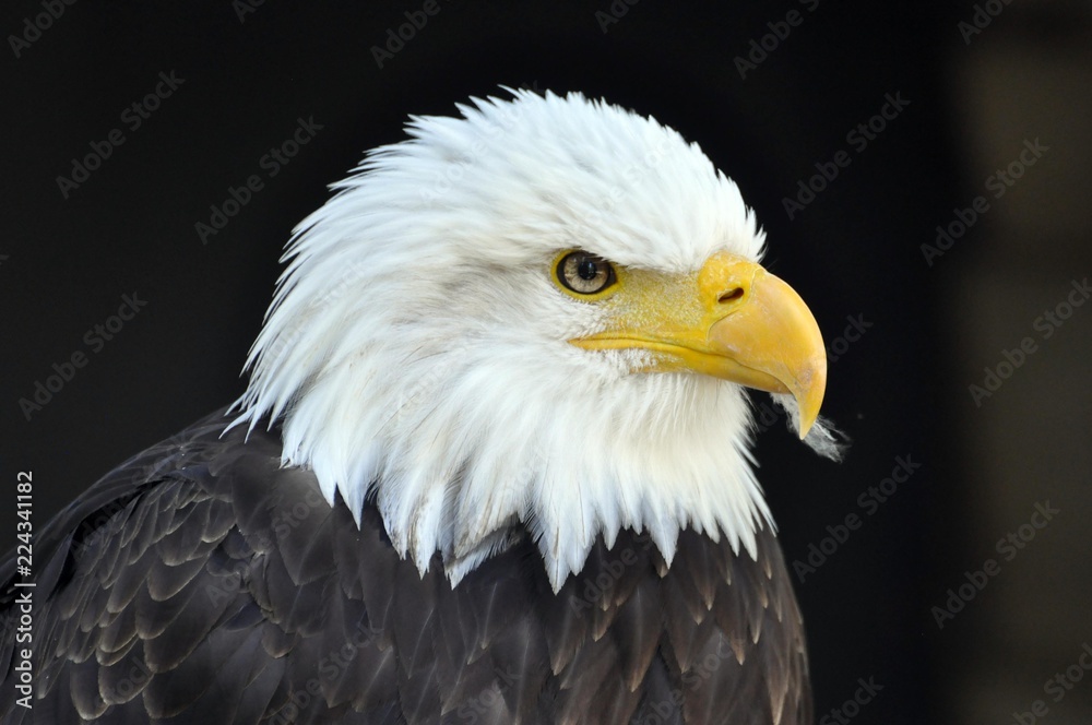 Weißkopfseeadler Weißkopfseeadler