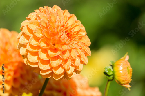Fototapeta Naklejka Na Ścianę i Meble -  Orange Balldahlie (Asteraceae) an einem sonnigen Sommermorgen.