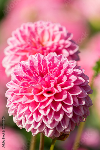 Fototapeta Naklejka Na Ścianę i Meble -  Pinke Balldahlie (Asteraceae) in der Sommersonne.