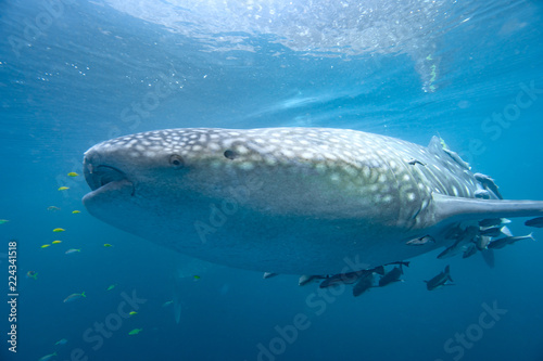 whale shark underwater in ocean, Indonesia © LICHTMASCHINECGI