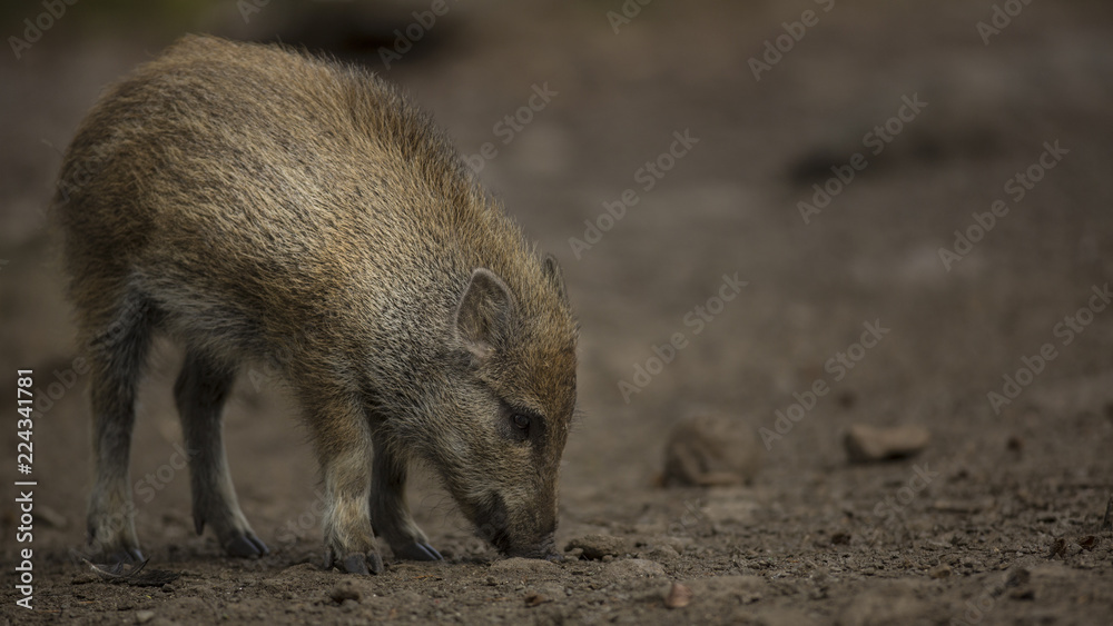 Close up young wild boar Sus scrofa calm piggy looking for nutriment in dark wood. Wildlife tranquil scene with long furry animal. Strong nose and well smell sense to search food as omnivorous mammal Close up young wild boar Sus scrofa calm piggy looking for nutriment in dark wood. Wildlife tranquil scene with long furry animal. Strong nose and well smell sense to search food as omnivorous mammal