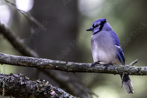 Blue Jay on Perch © Dave