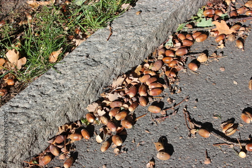 walkway with acorn in autumn photo