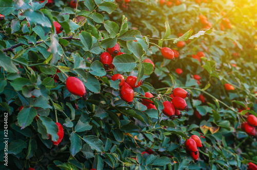 Bush of a dogrose in the rays of the sun in the evening. Green leaves, red berries photo