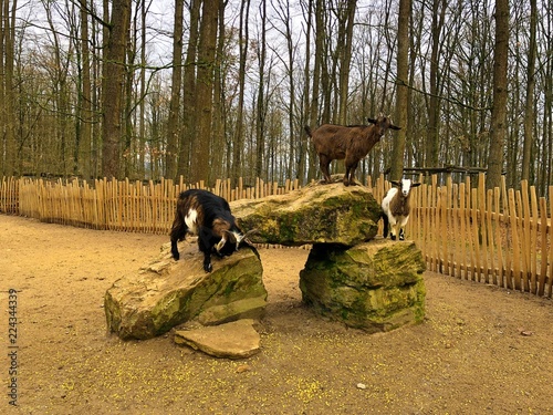 3 goats at the Zoo Wild Park on the stone. west african draf goat at the nature. fair animal wellfare photo