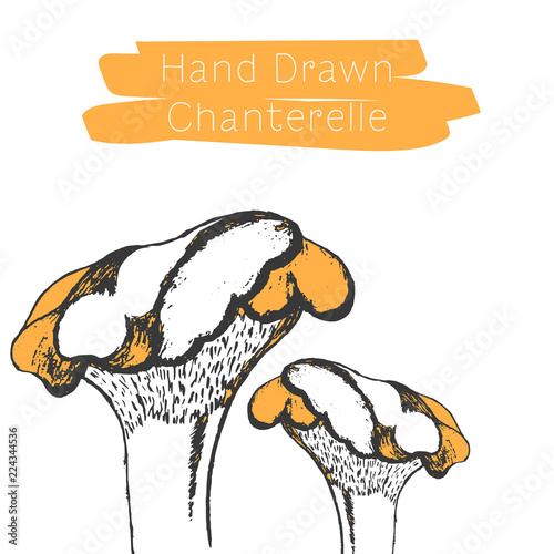 Hand drawn mushrooms. Vector illsutration. Vector mushroom.