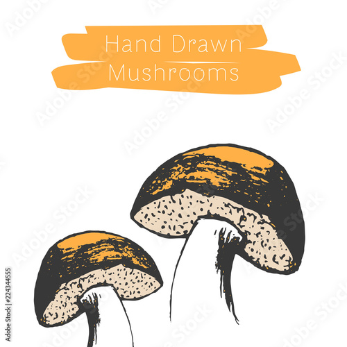 Hand drawn mushrooms. Vector illsutration. Vector mushroom.
