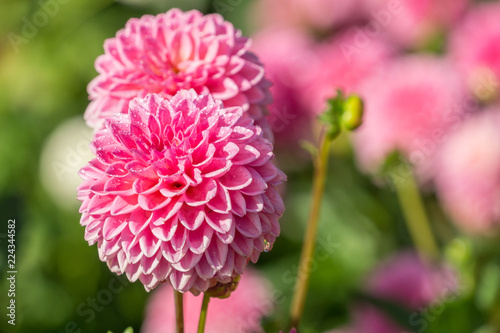 Fototapeta Naklejka Na Ścianę i Meble -  Pinke Balldahlie (Asteraceae) an sonnigem Tag.