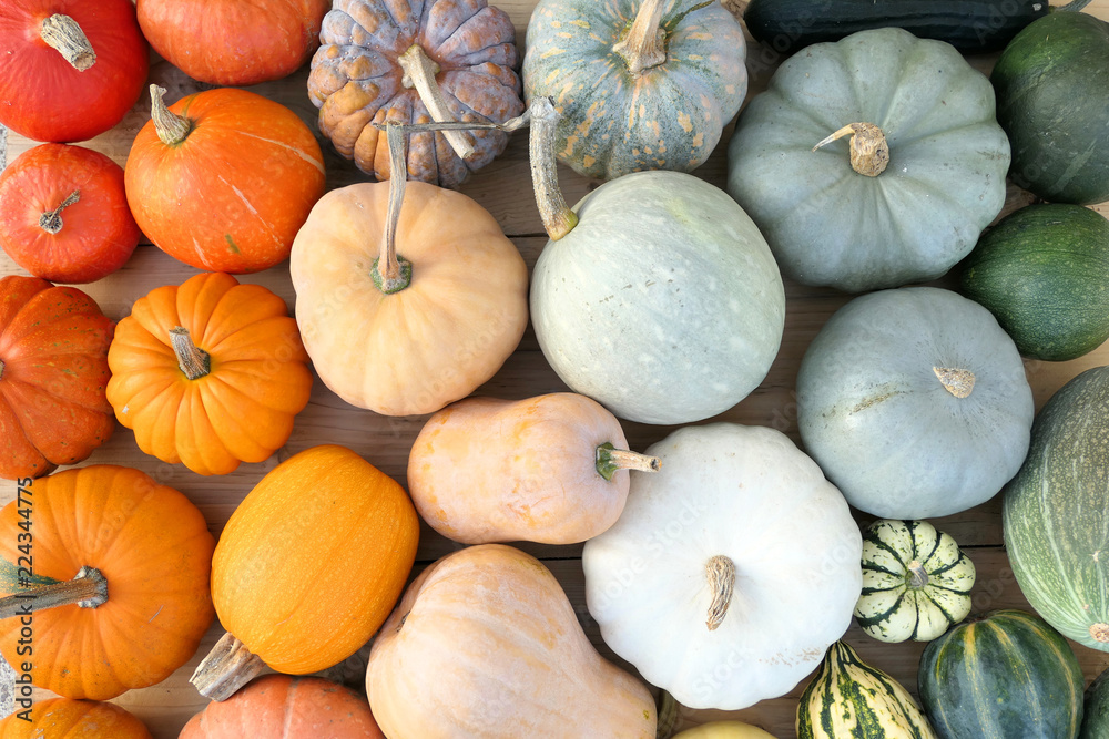 Colorful varieties of pumpkins and squashe - obrazy, fototapety, plakaty 