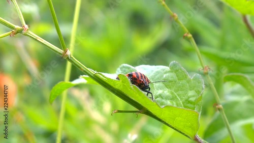 piccolo animaletto in giardino photo