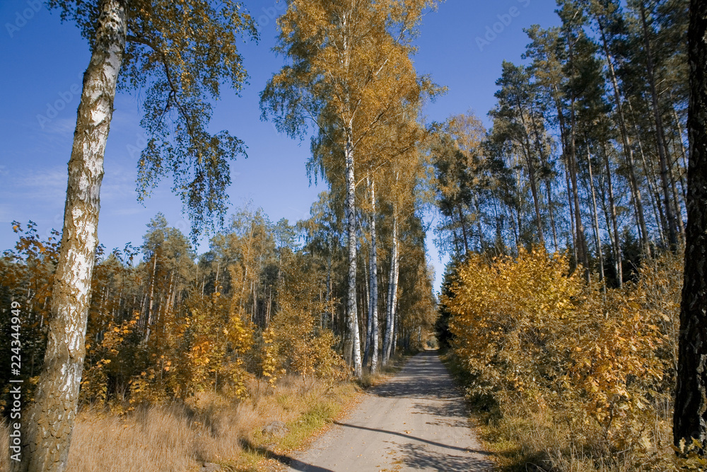 picturesque autumn forest landscape with colorful trees and coniferous and dirt paths