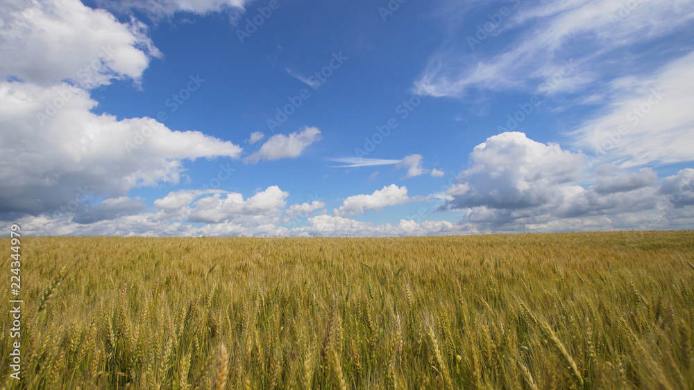 Wheat ears in field. blue sky, clouds. Golden wheat field. Yellow grain ready for harvest growing in farm field.