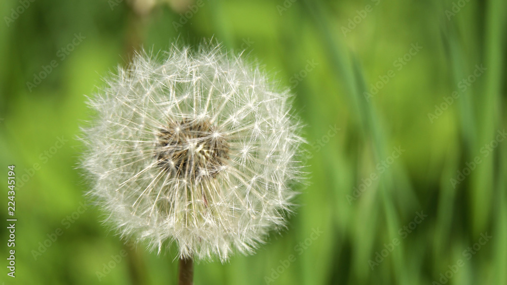 Dandelion Seed Head ,on blurry background,macro close-up. Dandelions, dandelion meadow, white flowers in green grass. Dandelion Seed Head ,on blurry background,macro close-up. Dandelions, dandelion meadow, white flowers in green grass.