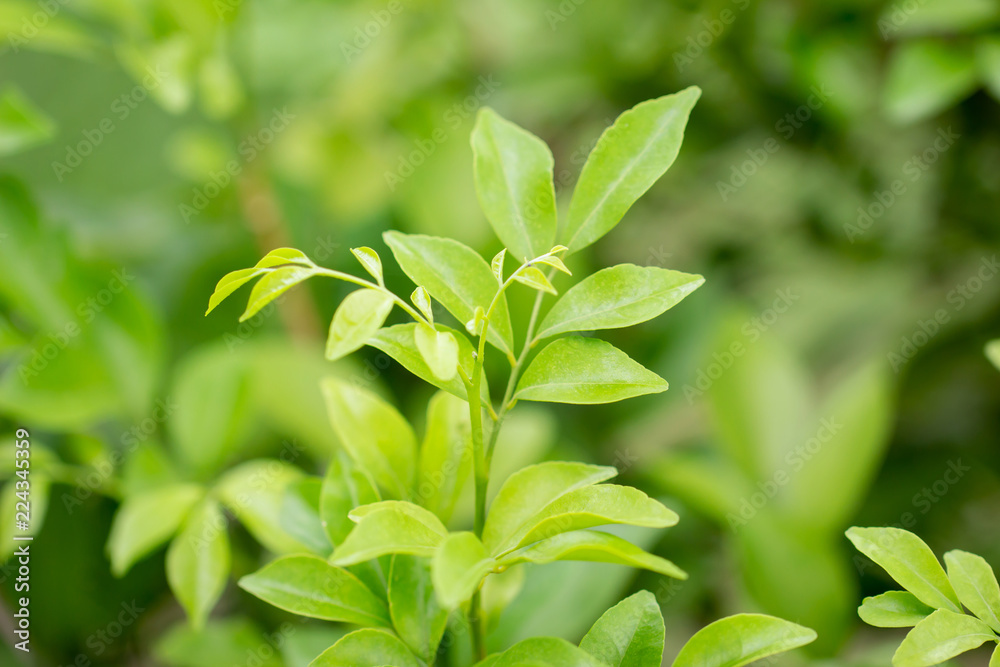 Close up of green leaves in garden, nature background. selective focus Close up of green leaves in garden, nature background. selective focus
