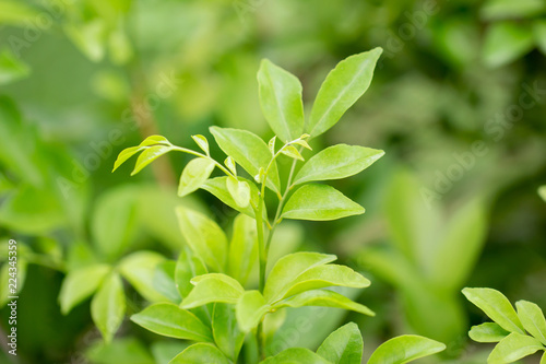 Close up of green leaves in garden, nature background. selective focus