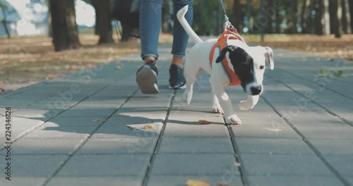 Woman walking with dog in park. Cute little puppy jack russell terrier running through the autumn forest. 4K video shooting by handheld gimbal photo