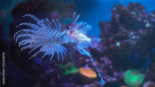 Lionfish, an invasive species also called the scorpion fish or Pterois mombasae.