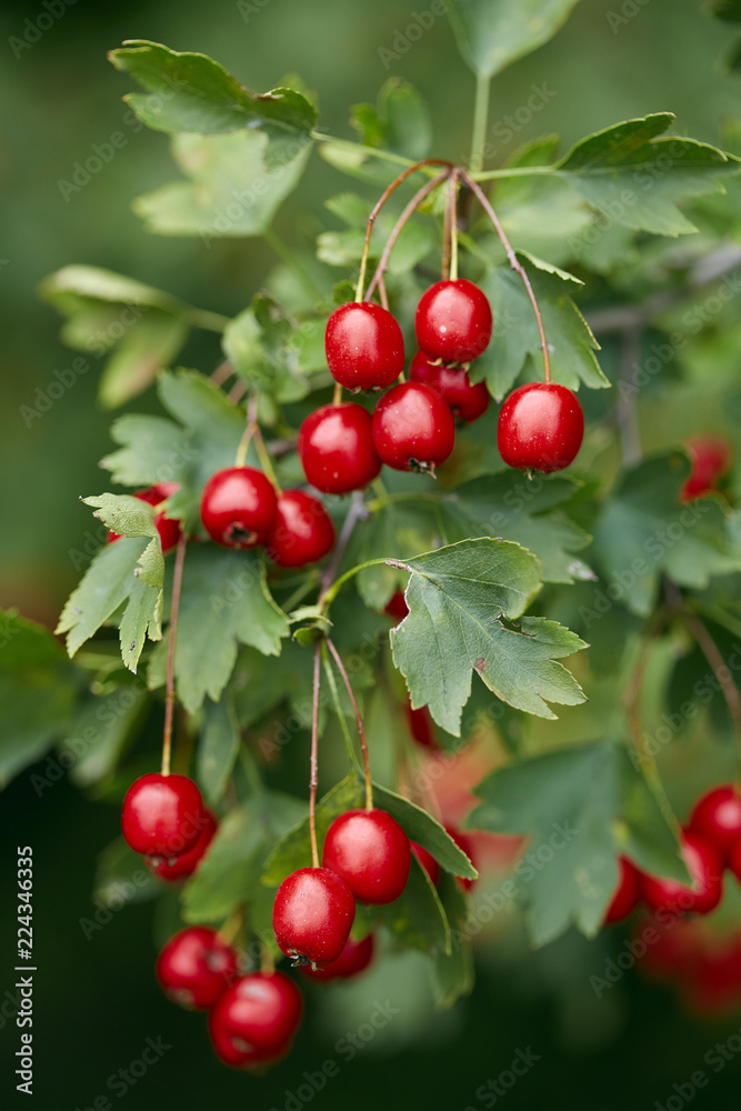 Obraz premium Hawthorn bush ripe