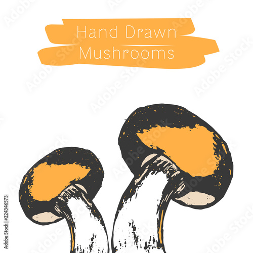 Hand drawn mushrooms. Vector illsutration. Vector mushroom.