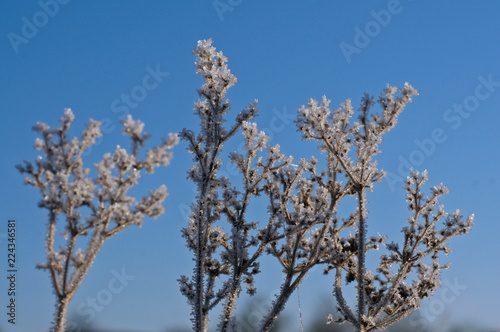 Glitzernde Winterlandschaft am Morgen, Raureif bedeckt Schilf, Wiesen, Zäune, Maschendrahtzäune und Bäume