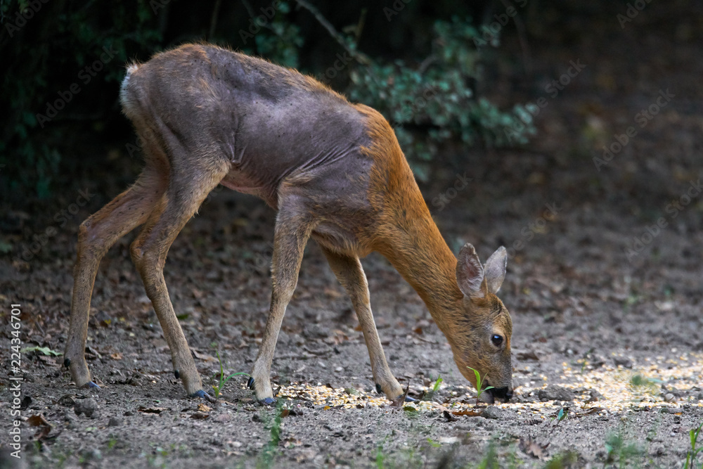 Roe deer with mange