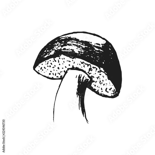 Hand drawn mushrooms. Vector illsutration. Vector mushroom.