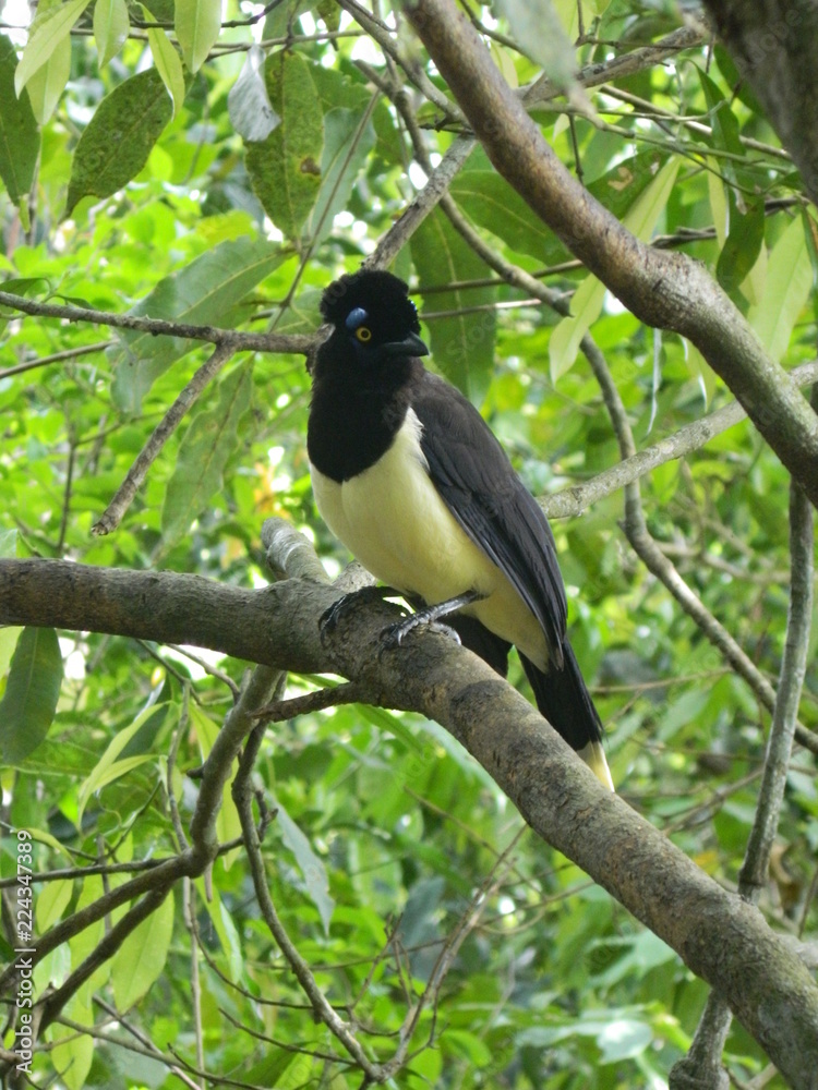 Fototapeta premium plush crested jay