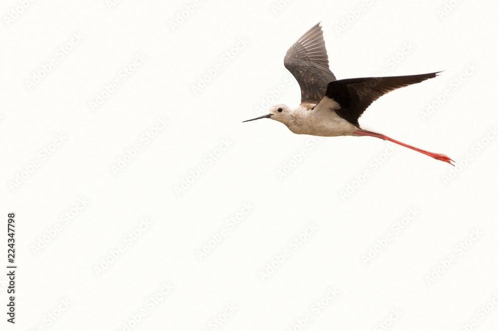 Obraz premium A Black-winged Stilt (Himantopus himantopus), captured in flight