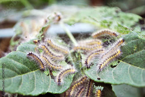 Aporia crataegi (black-veined white) caterpillars eating green acer leaves, close up macro detail, soft blurry bokeh