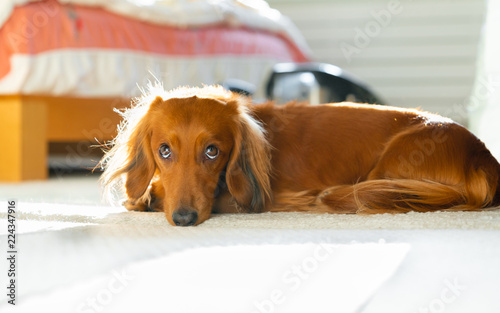 Fototapeta Naklejka Na Ścianę i Meble -  Long haired miniature dachshund with funny face expression lies down on the carpet in the bedroom.
