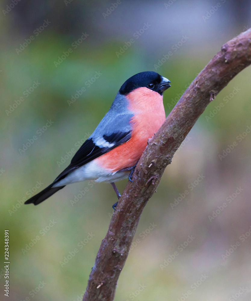 bullfinch bullfinch
