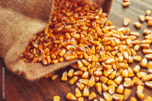 Canvas Print Harvested corn kernels spilling out of burlap sack