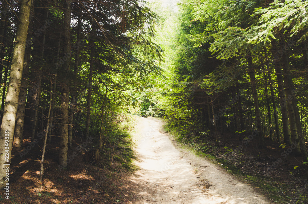 Fototapeta premium Trail in Forest of Krynica-Zdrój, Poland