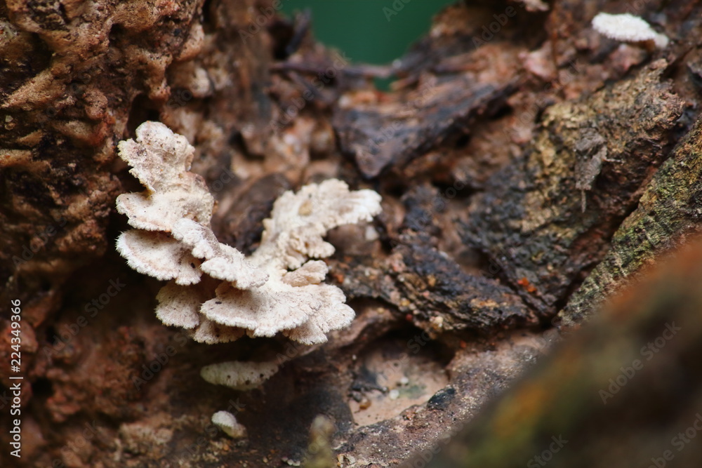 mushroom herb and vegetarian in fresh forest