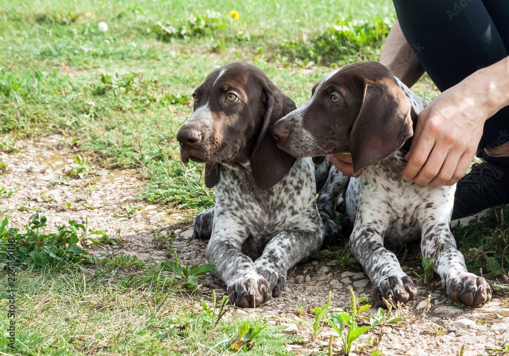 german shorthaired pointer, kurtshaar two brown spotted puppy, portrait two animals, close-up portrait, lying down and looking away, a man is sitting next to him, the kind of part of his leg and hand,