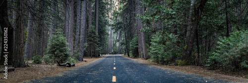 Strasse mitten durch den Wald im Yosemite Nationalpark photo