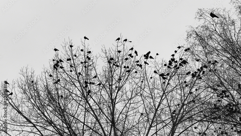 Fototapeta premium flock of crows on the trees